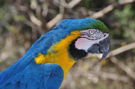 Uma bela arara no nosso caminho para a Cachoeira da Serra Azul, em Bom Jardim, no Mato Grosso